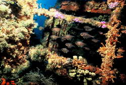31st March 2005: <em>Rainbow Warrior</em> in her final resting place 26 metres below the sea off the coast of Matauri Bay, Far North, New Zealand. The <em>Rainbow Warrior</em> has become an artificial reef and houses many species of marine life.
