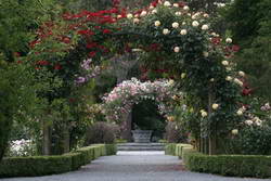 Central Rose Garden