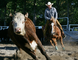 Fast riding by a competitor from the New Zealand Cutting Horse Association