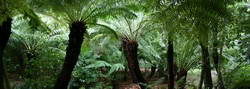 Ferns in the native garden
