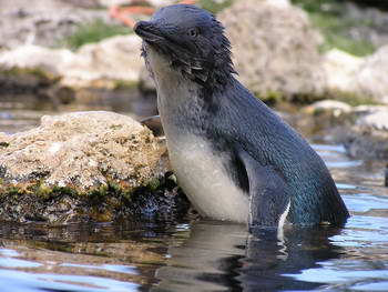 Little blue penguin