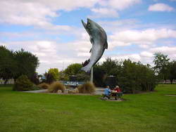 The giant salmon statue at Rakaia