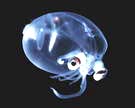 Deep-sea squid