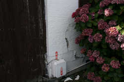 Flowers bloom beside the cracked wall