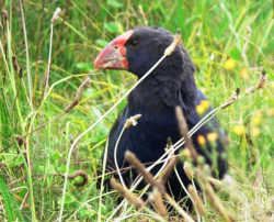 Explore Tiri Tiri, home of the rarely seen Takahe