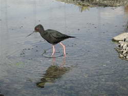 Black stilt/kaki