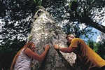 Kauri_Tree_Coromandelsm