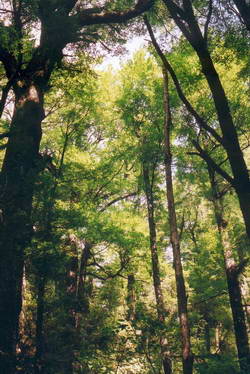The beech forest through which the track goes