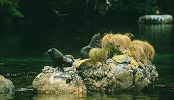 New Zealand Fur seals on Stewart Island