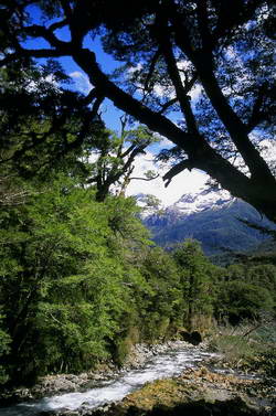 A wilderness view from the track