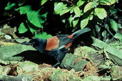 New Zealand native bird � the South Island Saddleback
