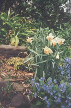 Miniature daffodils and blue omphalodes