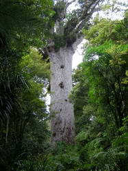 Tane Mahuta - the giant kauri tree