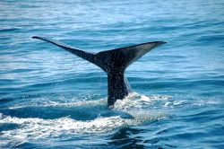 The ultimate marine experience of whale watching in Kaikoura