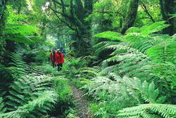 Walkers in the rainforest on the track