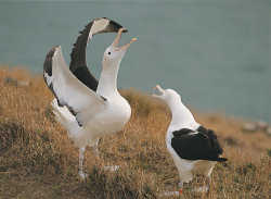 albatross pair