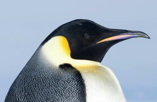penguins in antarctica. penguin, Antarctica