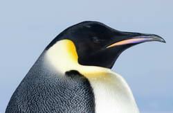 Head of Emperor penguin, Antarctica