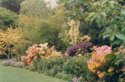 Azaleas made a bright splash of colour in a setting of foliage varied in texture and colour