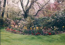 Tulips flowering beside rhododendrons and tall trees