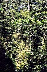 The bush in Awa Awa Reserve