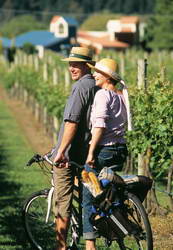 Bikes in the vineyards 