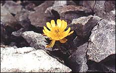 The Haast buttercup in flower in the Craigieburn Range