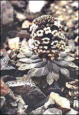 Penwiper plant in flower in the Torlesse Range