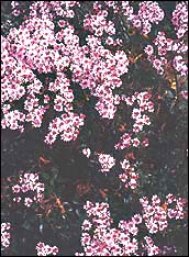 <em>Heliohebe raoullii</em> in an Avonhead garden