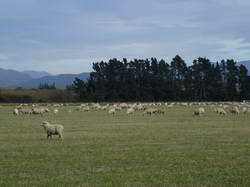 To be sure that we were in New Zealand, we saw plenty of sheep along the way.