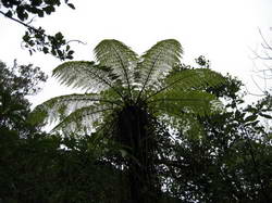 silver fern
