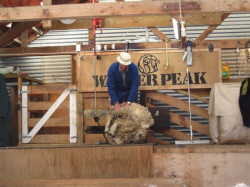 Sheep shearing show