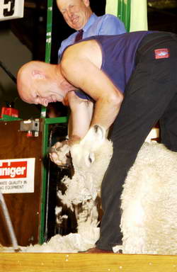 David Fagan shearing for the national title at the 21st New Zealand Shearing Championships