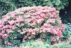 Winsome A. M.  - a colourful display - Pukeiti Gardens