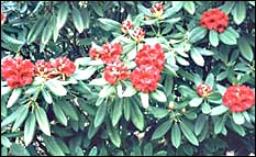 Leo A. M. - wonderful rich red colour - Pukeiti Gardens