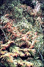 Blechnum ferns with tall toe toe on the right