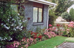 Colour in our present garden