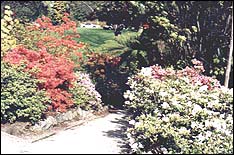 Azaleas in Ilam Gardens