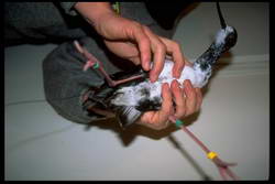 Radio transmitter being fitted to a juvenile black stilt/kaki