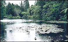 Duck pond at Pukekura Park