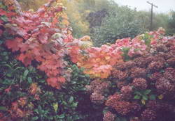 Red leaves on an ornamental grape � looking from the kitchen window to the hillside