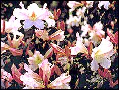Rhododendron Orton Bradley