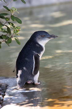 Little Blue Penguins