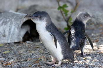 Little Blue Penguins