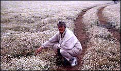 Katie Henderson with Meadowfoam in Oregon , USA