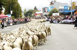 NZ Shears Running of the Sheep in Te Kuiti