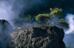 Whakarewarewa Thermal Valley.