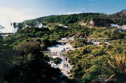 Whakarewarewa Thermal Valley.
