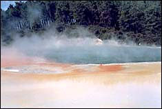 Thermal activity in Wairakei Tourist Park