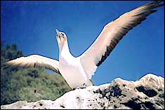 Isn't he beautiful?  The gannet poses for a snapshot at Cape Kidnappers